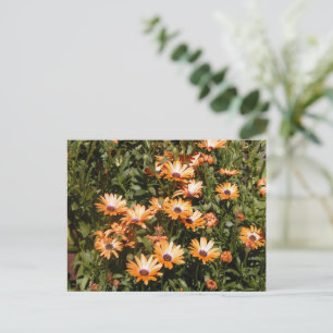 Cartão Postal Belos Flores de Margarida