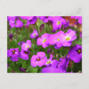 Cartão Postal Belos Pansies Roxos Flor Postcard