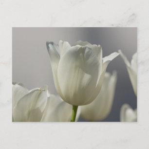 Cartão Postal Belos Tulipas Brancos de Primavera