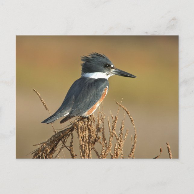 Cartão Postal Belted Kingfisher (Frente)
