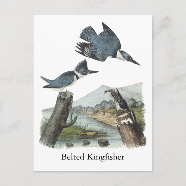 Cartão Postal Belted Kingfisher, John Audubon (Frente)