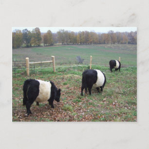Cartão Postal Beltie Cow Herd ao longo de uma trilha