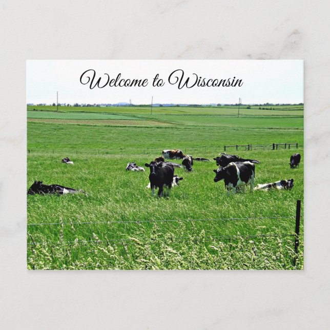 Cartão Postal Bem-vindo ao Wisconsin Cows no Field Postcard (Frente)