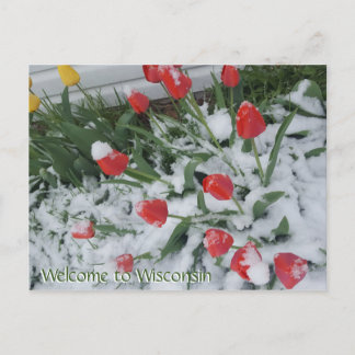 Cartão Postal Bem-vindos a Wisconsin Tulips na neve em abril