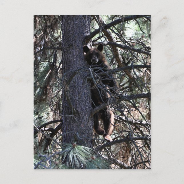 Cartão Postal Bem-vindos às Irmãs (Frente)