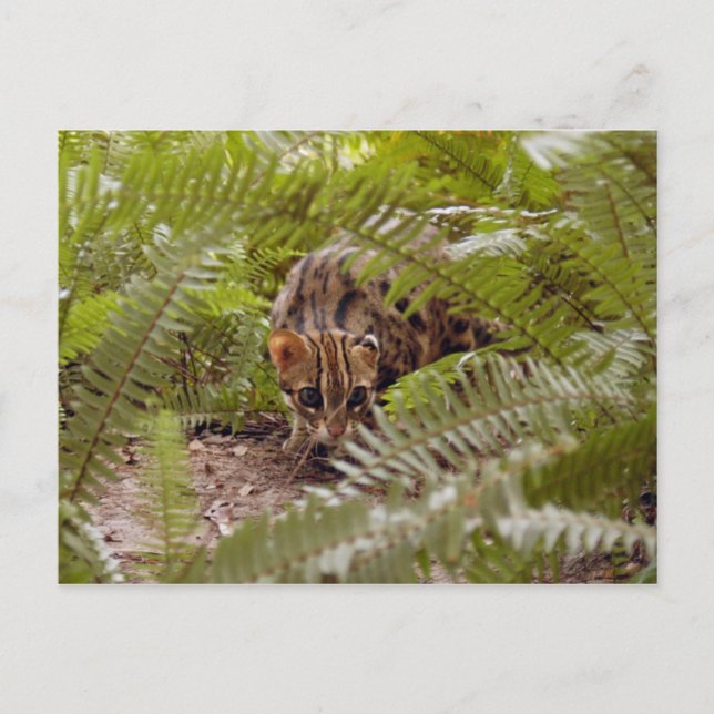 Cartão Postal Bengal Cat 003 (Frente)