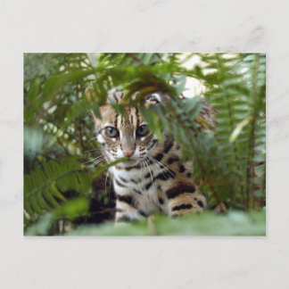 Cartão Postal Bengal Cat 022