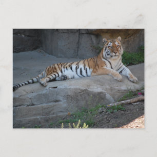 Cartão Postal Bengal Tiger