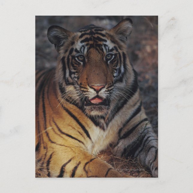 Cartão Postal Bengal Tiger Cub (Frente)