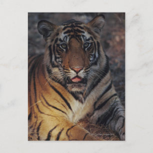 Cartão Postal Bengal Tiger Cub