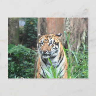 Cartão Postal Bengal Tiger, Índia