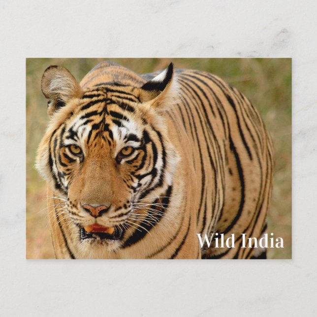 Cartão Postal Bengal Tiger no Parque Nacional de Ranthambore, Ín (Frente)