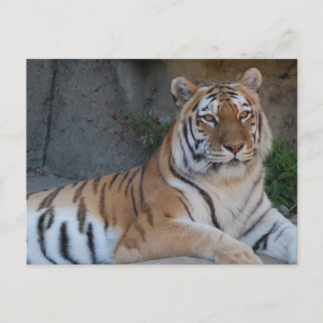 Cartão Postal Bengal Tigers (Frente)