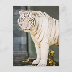 Cartão Postal Bengal White Tiger Olhando Para A Fotografia