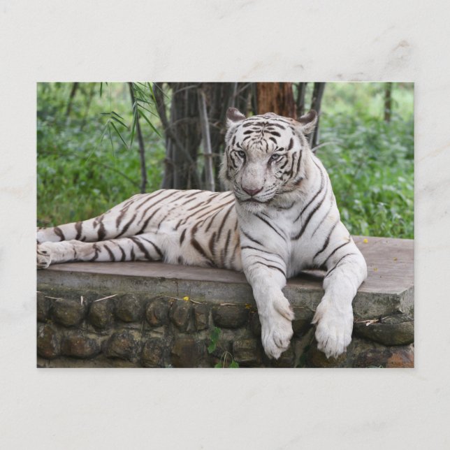 Cartão Postal Bengala White Tiger (Frente)