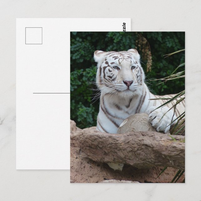 Cartão Postal Bengala White Tiger Photoics (Frente/Verso)