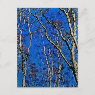 Cartão Postal Berbelas-prateadas