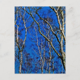 Cartão Postal Berbelas-prateadas