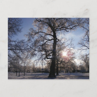 Cartão Postal Berea Oak após a Tempestade de Gelo