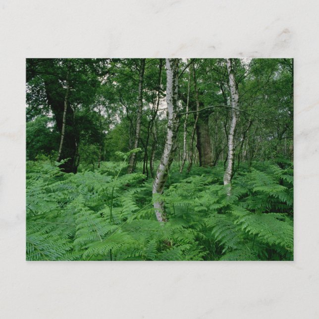 Cartão Postal Berineiros e samambaias, Sherwood Forest (Frente)