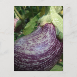 Cartão Postal Beringela Veggie