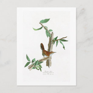 Cartão Postal Berk's Wren John James Audubon Birds da América
