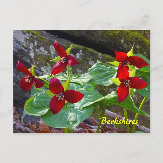 Cartão Postal Berkshires Massachusetts Red Trillium Wildflower (Frente)