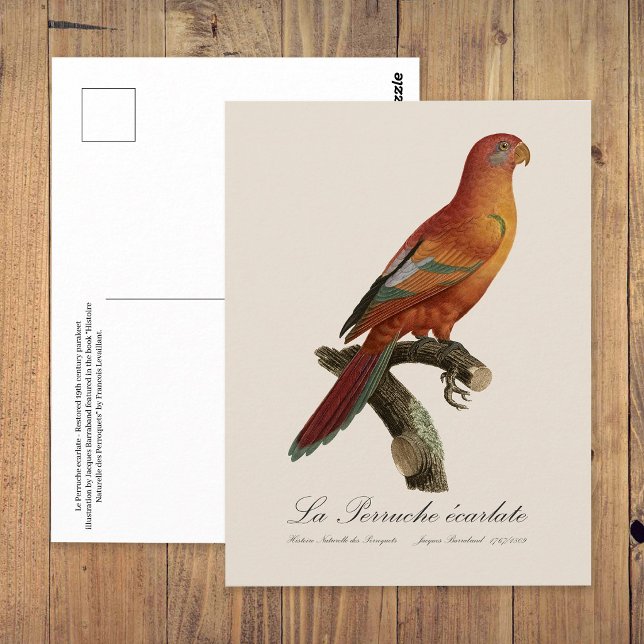 Cartão Postal Berlato de Perruche (Red Lory or Eos Bornea, Trichoglossus borneus. Postcard)