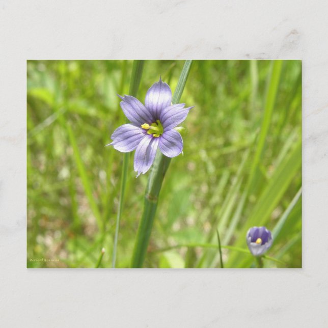 Cartão Postal Bermudienne à feuilles étroites (Frente)