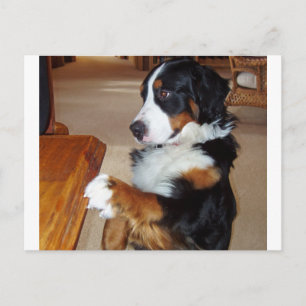 Cartão Postal bernês-Mountain-dog-begging.png