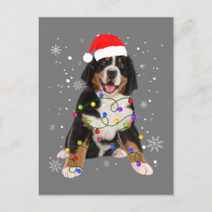 Cartão Postal Bernese Mountain Dog Ilumina Fama de Natal