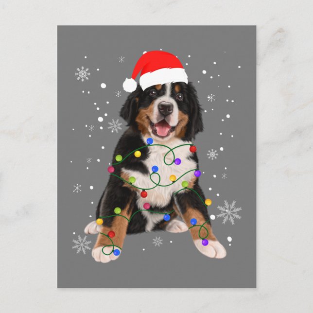 Cartão Postal Bernese Mountain Dog Ilumina Fama de Natal (Frente)
