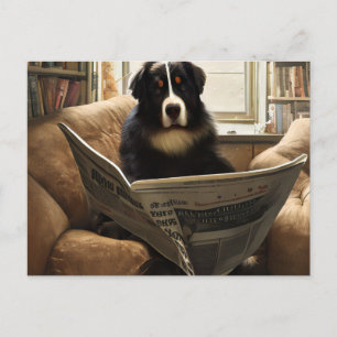 Cartão Postal Bernese Mountain Dog Lendo o jornal