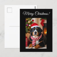 Bernese Mountain Dog Natal