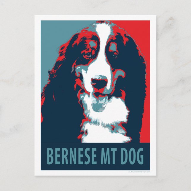 Cartão Postal Bernese Mountain Dog Poster político (Frente)