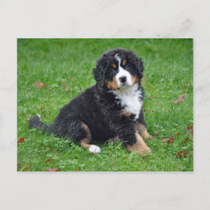 Cartão Postal Bernese Mountain Dog Puppy Foto