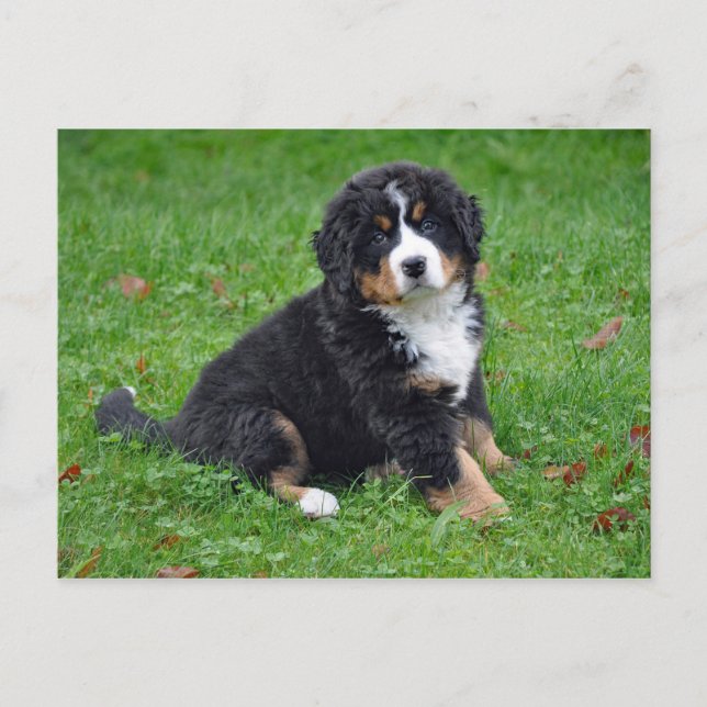 Cartão Postal Bernese Mountain Dog Puppy Foto (Frente)