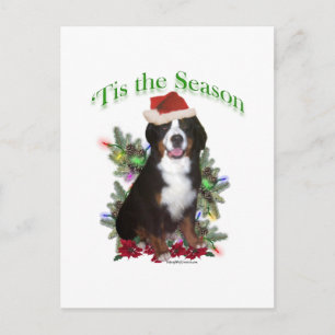 Cartão Postal Bernese Mountain Dog "Tis