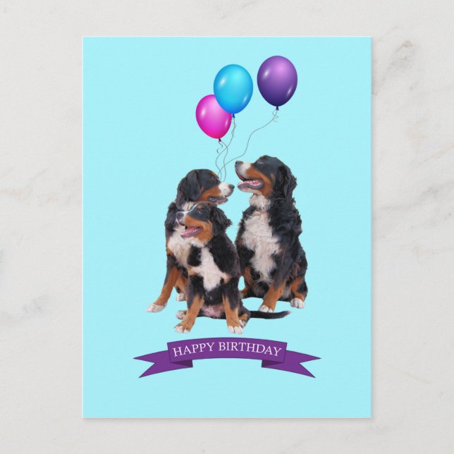 Cartão Postal Bernese Mountain Dogs Feliz Aniversário (Frente)