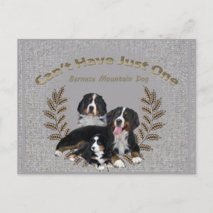 Cartão Postal Bernese Mt. Dog não pode ter apenas um