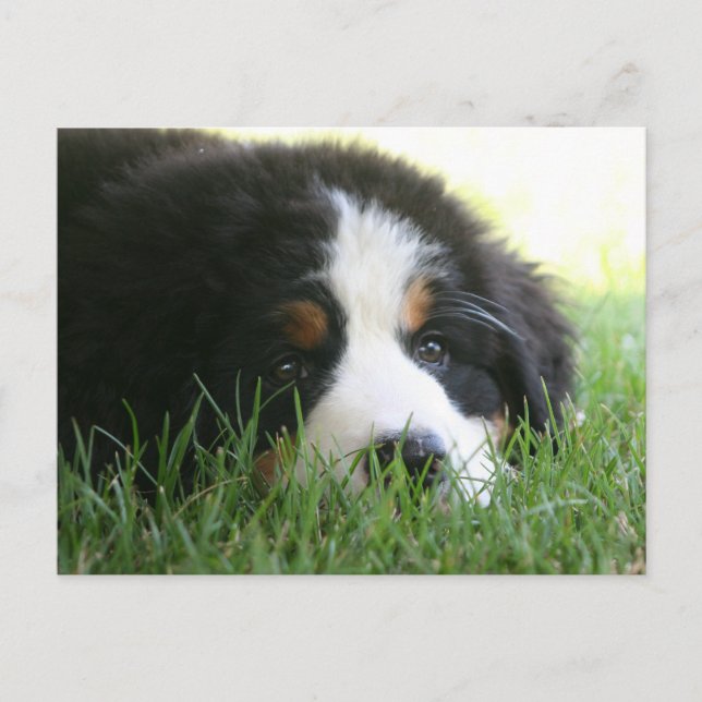 Cartão Postal Bernese Puppy (Frente)