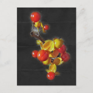 Cartão Postal Berries Bitterdoces - Bela do outono