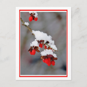 Cartão Postal Berries Com Neve
