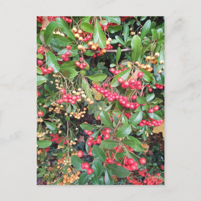 Cartão Postal Berries no Parque (Frente)