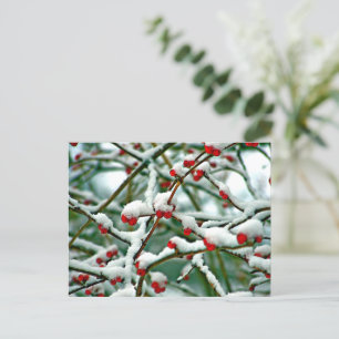 Cartão Postal Berries vermelhos na neve (2025)