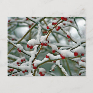 Cartão Postal Berries vermelhos na neve do inverno