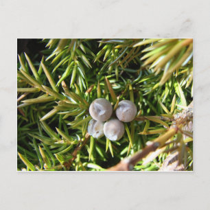 Cartão Postal Berry Baubles