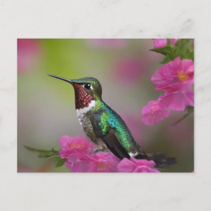 Cartão Postal Berylline Hummingbird no Resto