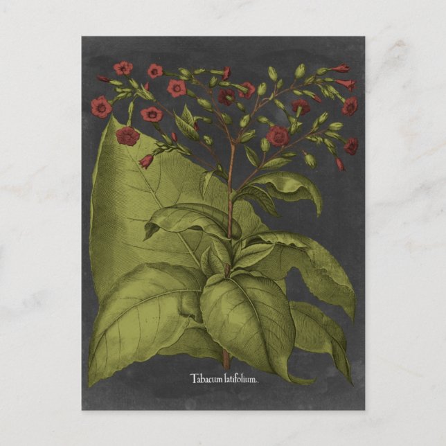 Cartão Postal Besler Dramatique I (Frente)