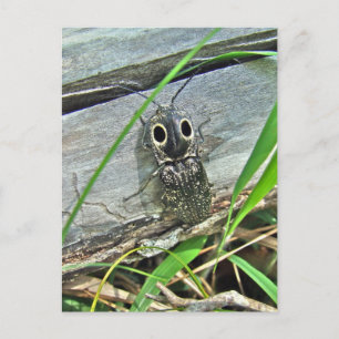 Cartão Postal Besouro de Olhos Orientais - Alaus oculatus